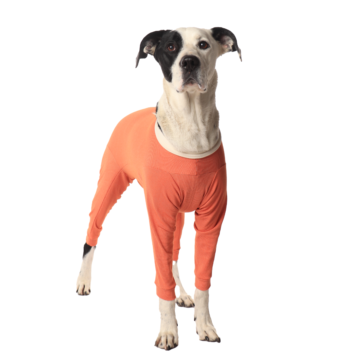 Luna & Milo CopperBody 4-Legs #3
